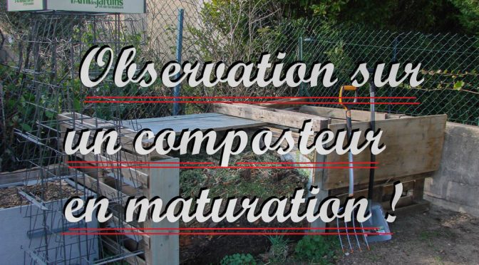 Observation sur un composteur en maturation - youtube mignature