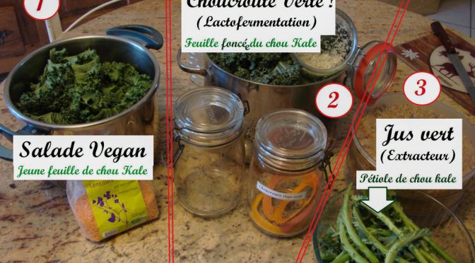 Optimiser vos récoltes de chou Kale