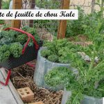 Récolte de feuille de chou Kale