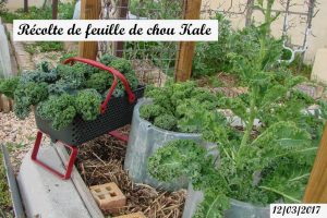 Récolte de feuille de chou Kale