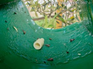 Capsule phéromone Algoflash Naturasol et carpocapse mâle - 24-04-2017