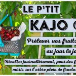 P'tit Kajo - récolte journalière - DZprod Jardin