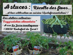 Récolte et lactofermentation des fèves - Association la jarre écocitoyenne -02-05-2017