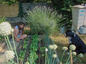 Les légumes poussent à vue d'oeil - Loucastarelet - 15 juin 2017