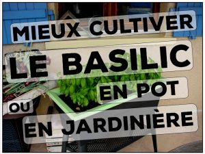 Comment mieux cultiver le basilic en pot en terrine ou en jardinière - DZprod Jardin