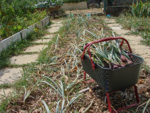 Récolte des oignons de la bande A - Jardin partagé du Loucascarelet - 21 juillet 2017