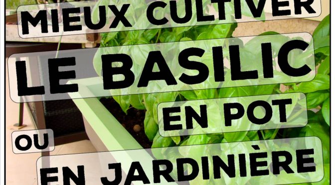 comment mieux cultiver le basilic en pot ou en jardinière - conseil DZprod Jardin