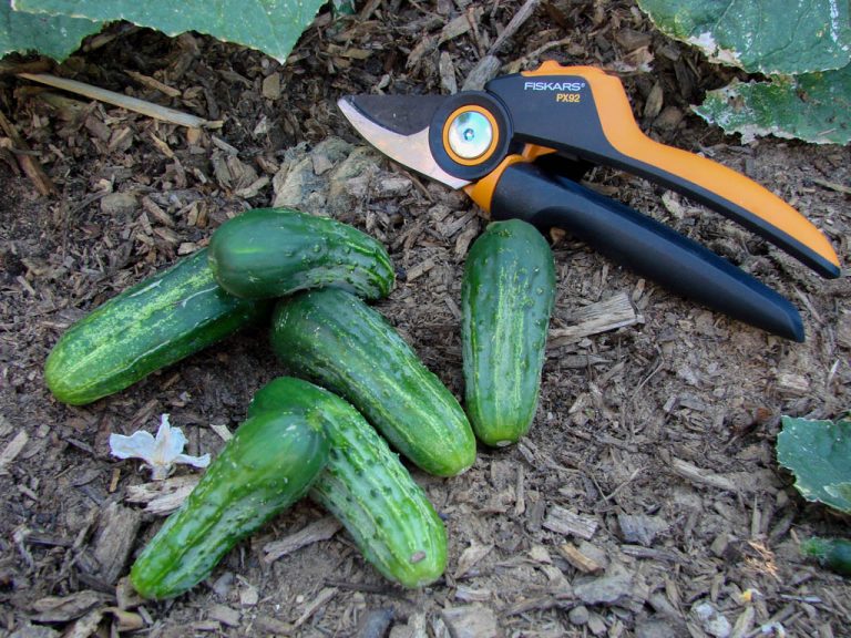 cornichon culture semis grillage récolte bocaux lactofermentation ou