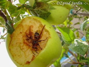 Frelon européen se régalant d'une pomme golden - DZprod Jardin