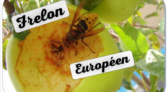 frelon européen mangeur de pomme - DZprod Jardin