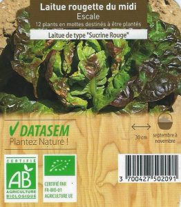 12 plants de laitues rougette du midi - sucrine rouge - barquette cagette BOTANIC - AB - 3€60 les 12 plants