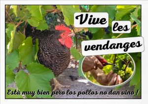 La vendange des poules - Jardin du Loucascarelet - 31 août 2017