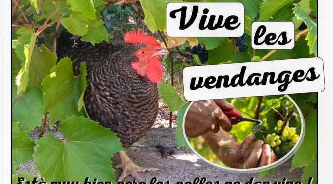La vendange des poules - Jardin du Loucascarelet - 31 août 2017