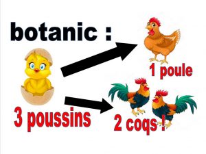 3 poussins 1 poule 2 coqs - botanic®