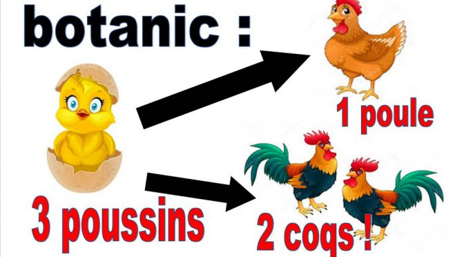 3 poussins 1 poule 2 coqs - botanic®