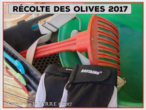 Lancement de la récolte des olives - association la jarre - Rochefort du Gard