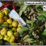 Panier Kajo du 21-10-2017 - la dernière récolte Pomme-Poire - DZprod Jardin