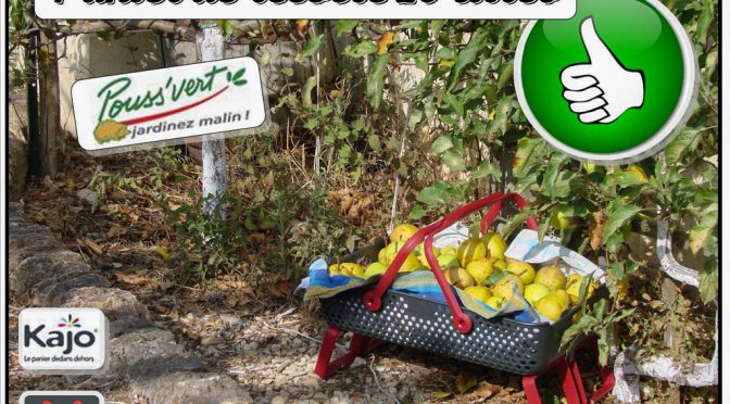 Panier de récolte fruitier - kajo - Pouss vert - 2018 - DZprod Jardin
