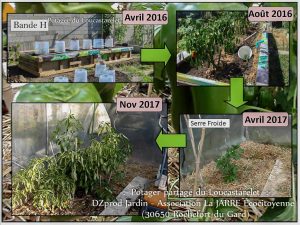 Transplantation de poivron en serre froide - poivron pluriannuel - Experience DZprod Jardin