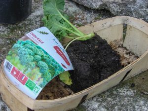 Chou Kale lot de 3 botanic® - 08-03-2018