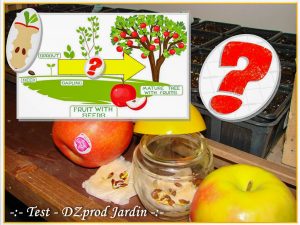test semis pepin de pomme du commerce - dzprod Jardin