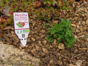 Menthe fraise directement plantée dans les cailloux d'une allée - DZprod Jardin