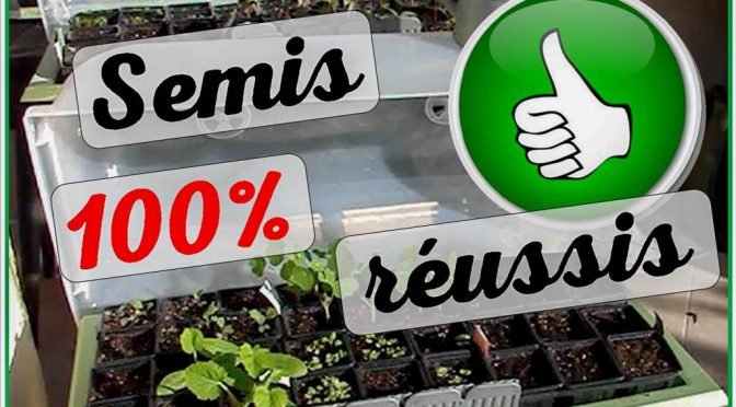 semis 100 reussis - jardiniere calipso - 04-2018