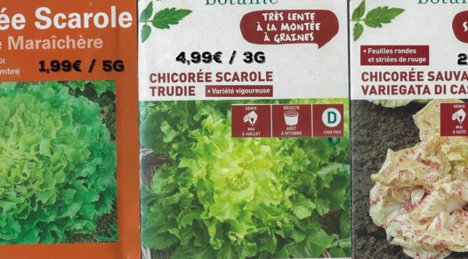 Chicorée scarole - 3 variétés - dzprod Jardin 2018