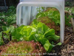 forcer vos salades tunnel modulo 40 - DZprod Jardin