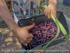 La récolte de Antoine haricot Melisa - Jardin du LouCaszcarelet - bande A - 24-07-2018