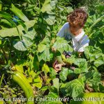 Récolte Antoine haricot Melisa - Jardin du Lou Cascarelet - bande A - 24-07-2018