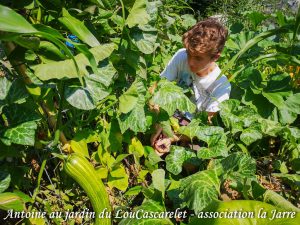Récolte Antoine haricot Melisa - Jardin du LouCaszcarelet - bande A - 24-07-2018