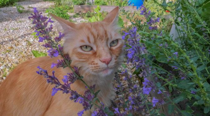 majs Soilless Culture Pot de plantation d'herbe à chat pour chat  domestique, culture hydroponique et maternelle : : Jardin