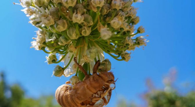 Exuvie de cigale sur fleur oignon - jardin urbain du Pébrier - DZprod Jardin