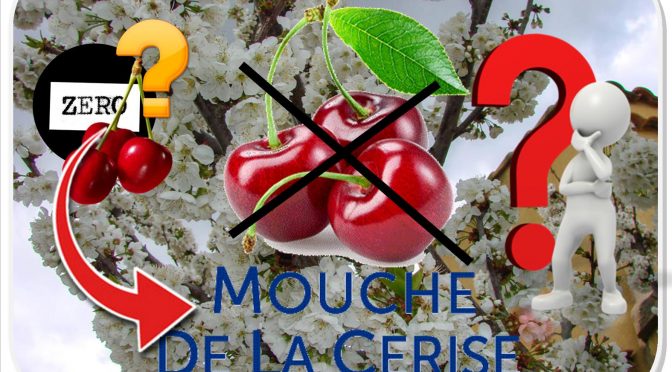 cerisier hatif pour éviter la mouche de la cerise - dzprod Jardin ®2018