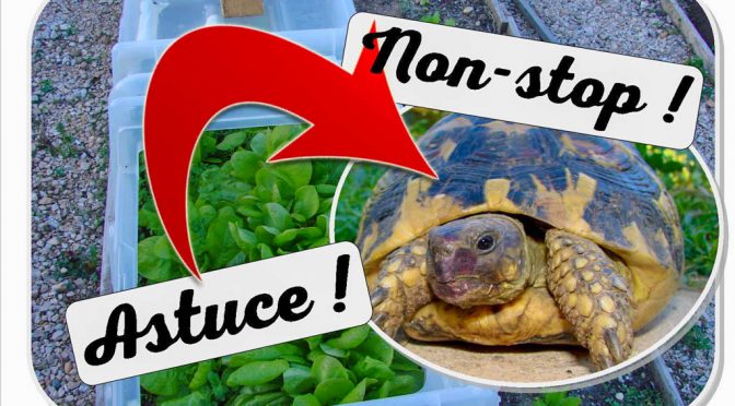 mini-serre pour nourrir les tortues – un ré-emploi en été astucieux !