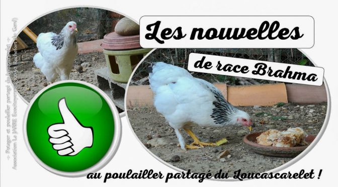 Introduction de poules Brahma au poulailler partagé du Loucascarelet – 11-08-2018