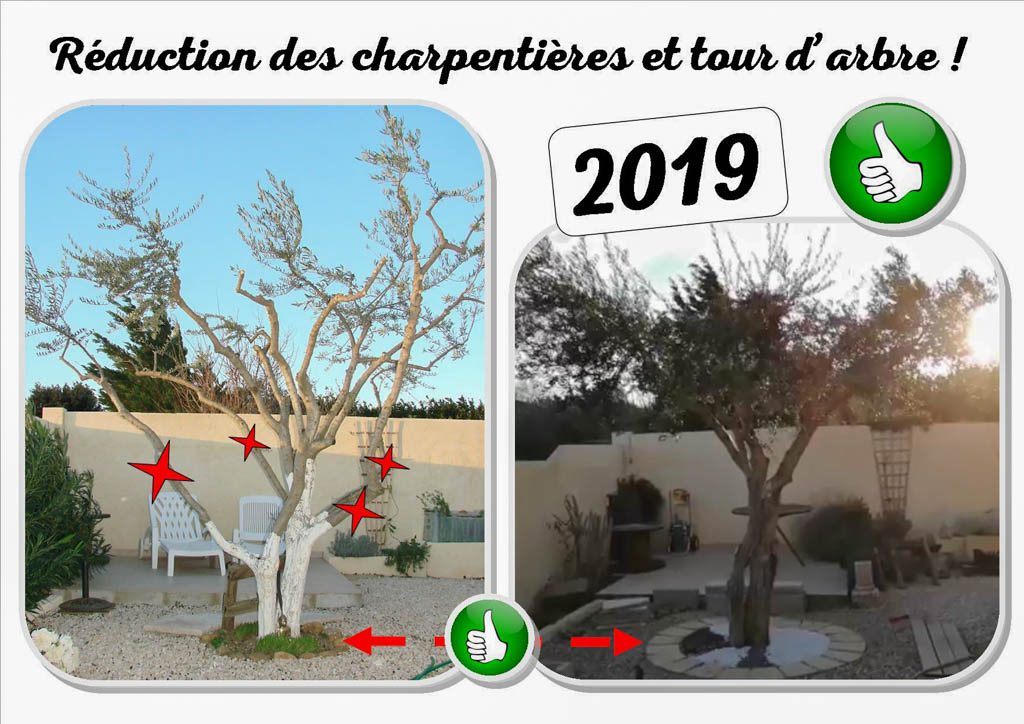 olivier devant la maison en 2019 - tour arbre - dzprod jardin