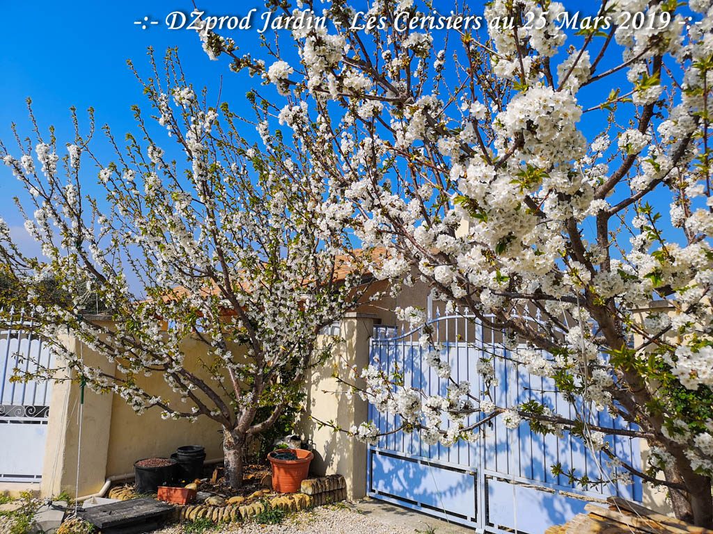 Cerisier SUMMIT au 25 mars 2019 -DZprod Jardin