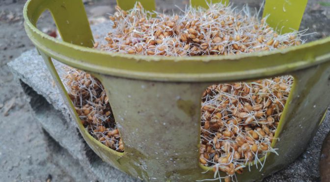 blé germé en plus du mélange bassecour - DZprod jardin -