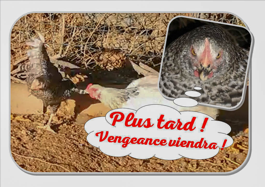 Introduction de 2 poules coucou de Rennes - Les jardins de DZprod