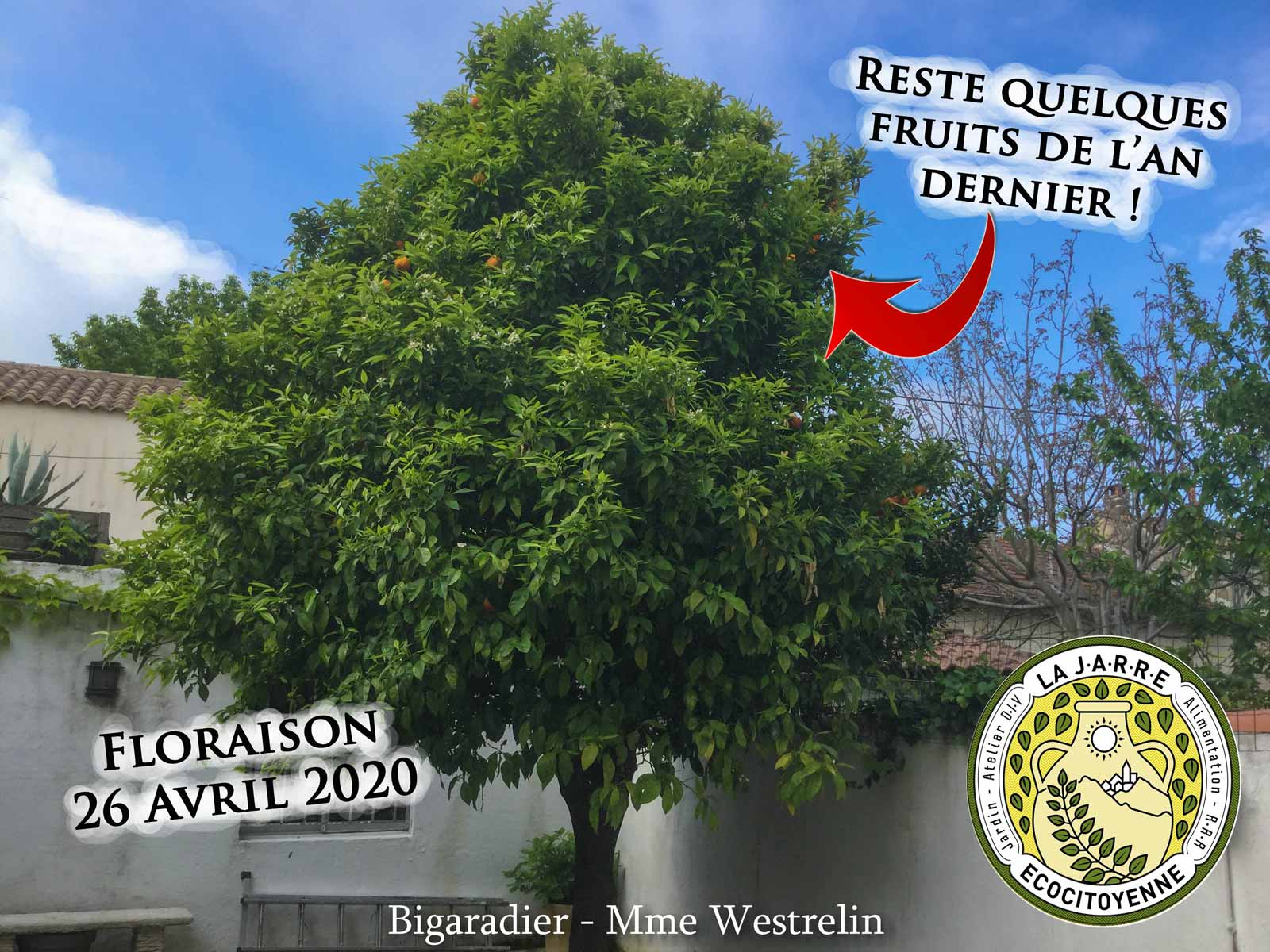 Le Bigaradier de Mme WESTRELIN ! Les jardins de DZprod