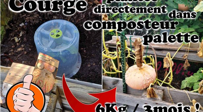 Courge plantée directement dans composteur - jardin urbain du Pébrier- association la JARRE pour botanic®