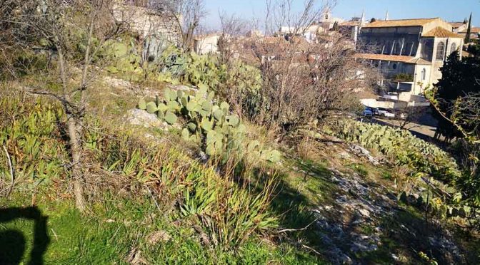 Figue de Barbarie (Nopal) à Rochefort du Gard… du jardin à l’assiette pour la JARRE ?